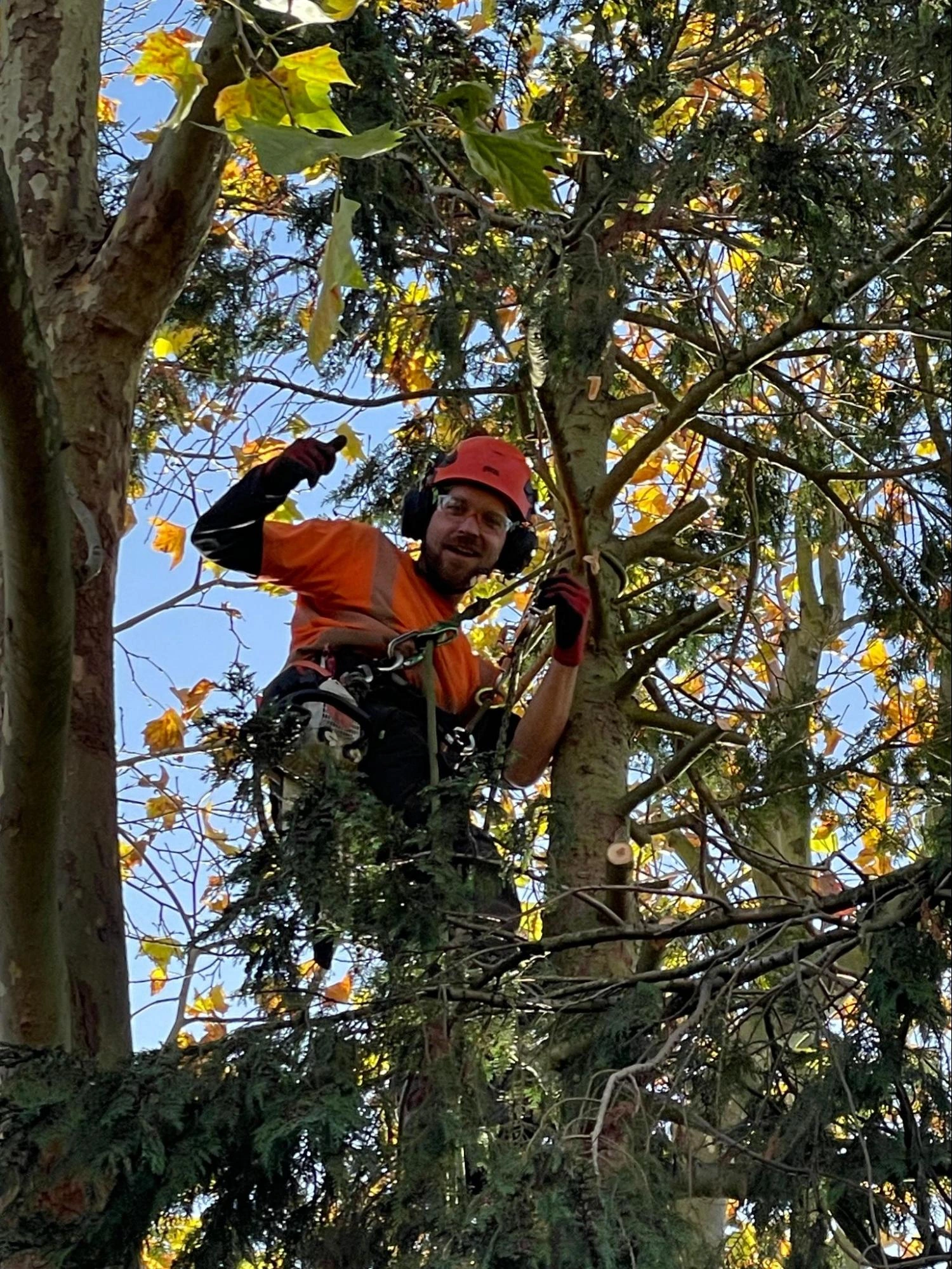 East Tilbury Tree Care Experts
